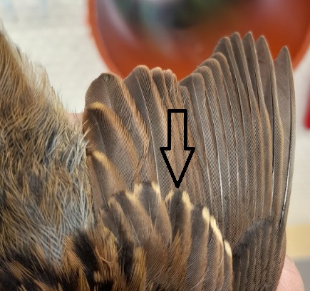 Skærmbillede 2026 07 22 153817 1