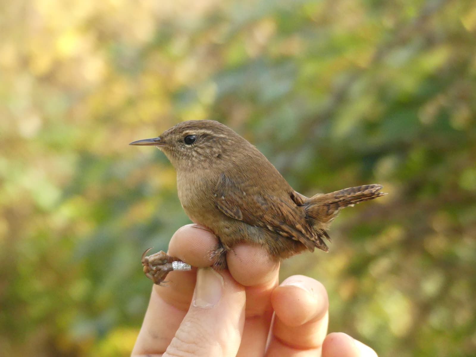 WhatsApp Image 2025 10 31 à 20.00.59 edc00dc6