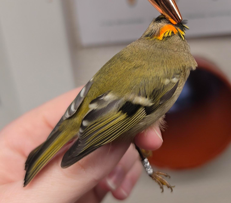 Skærmbillede 2026 10 22 183938