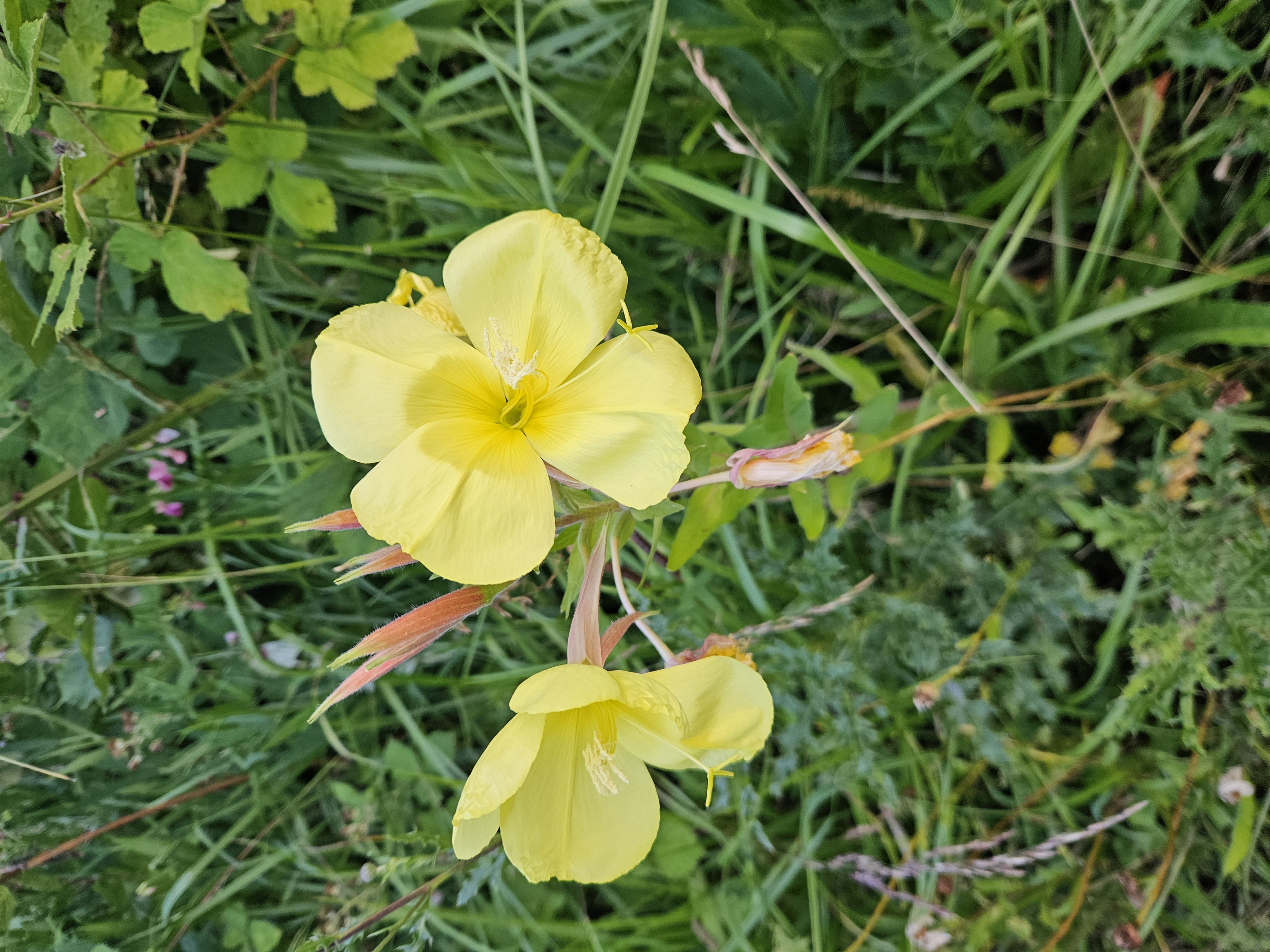 blomst.jpg
