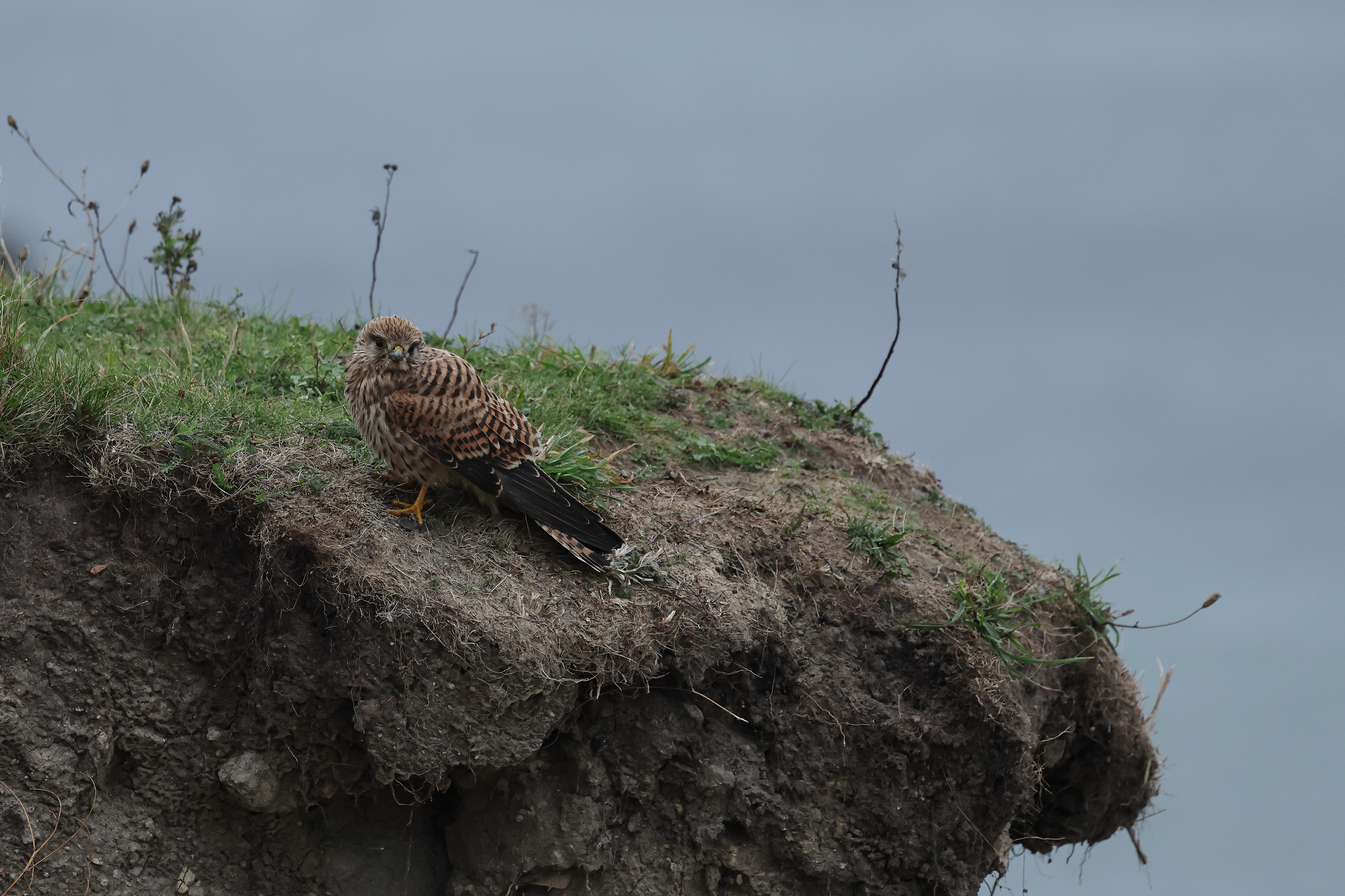 140A6601_CommonKestrel_1cy_Resting.JPG