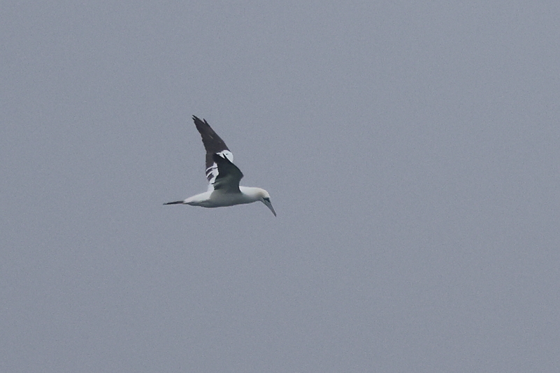 140A8762_Gannet_near-Adult_5K_Flyby_WingUp.JPG