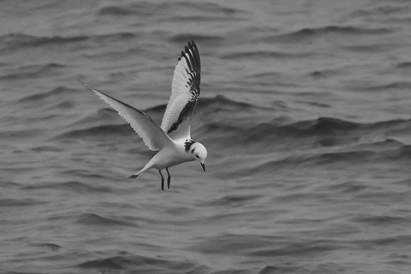 140A9114_Kittiwake_1Cy_Monochrome_Flyby_Below-front_WingUp.JPG