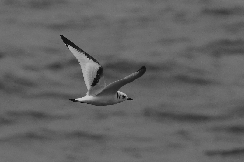 140A9372_Kittiwake_1Cy_Monochrome_Flyby_Below_WingUp.JPG