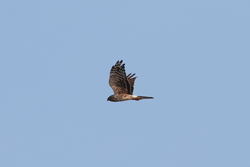 140A9686_HenHarrier_Female.JPG