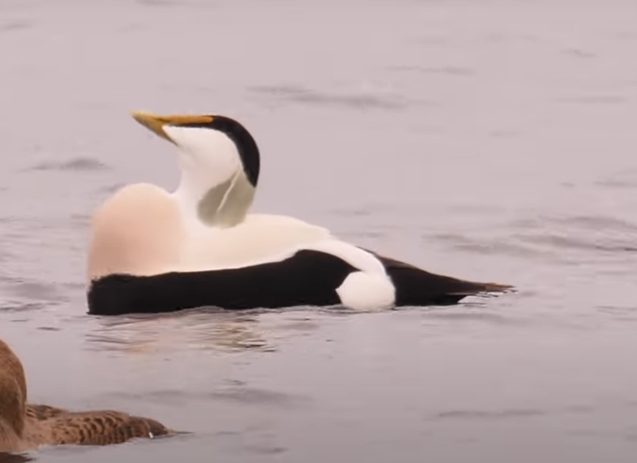 Eider2_coo.png