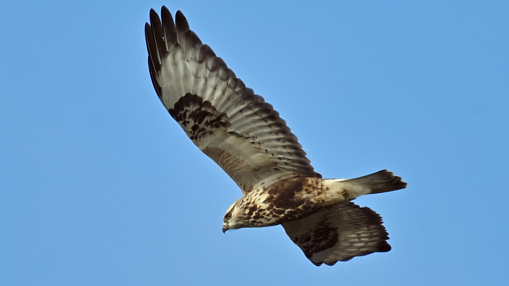 Fjeldvage Buteo lagopus 1k Gedser Odde 22.10.2024 2188