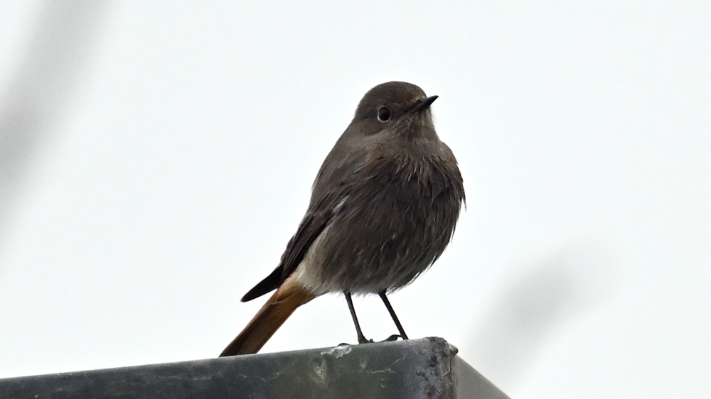 GFU Black redstart 2265