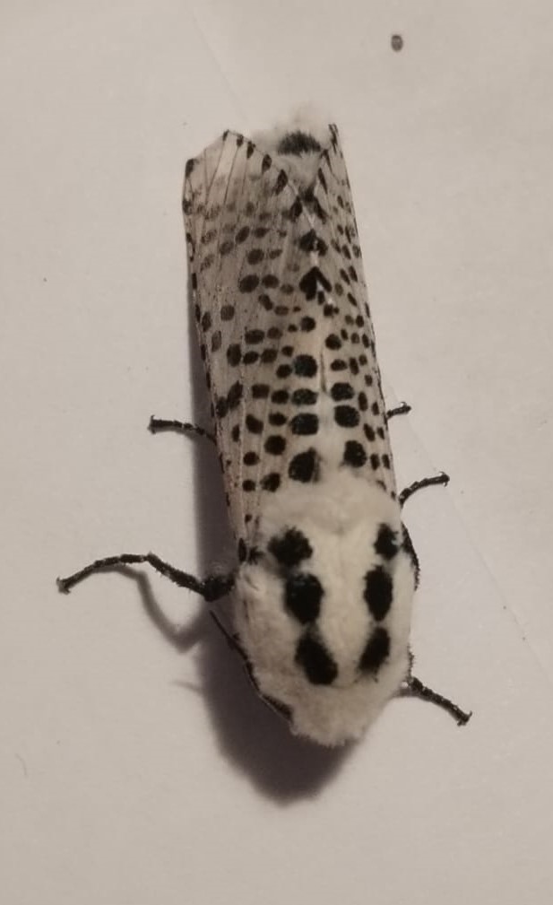 Leopard_moth.jpeg