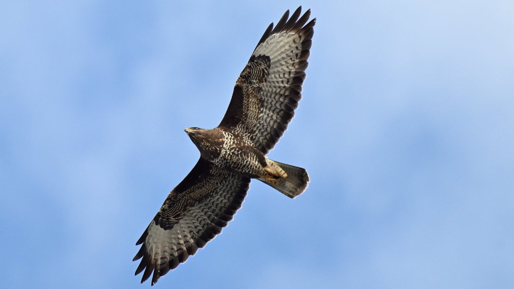 Musvage Buteo buteo adult Gedser Odde 21.10.2024 2182