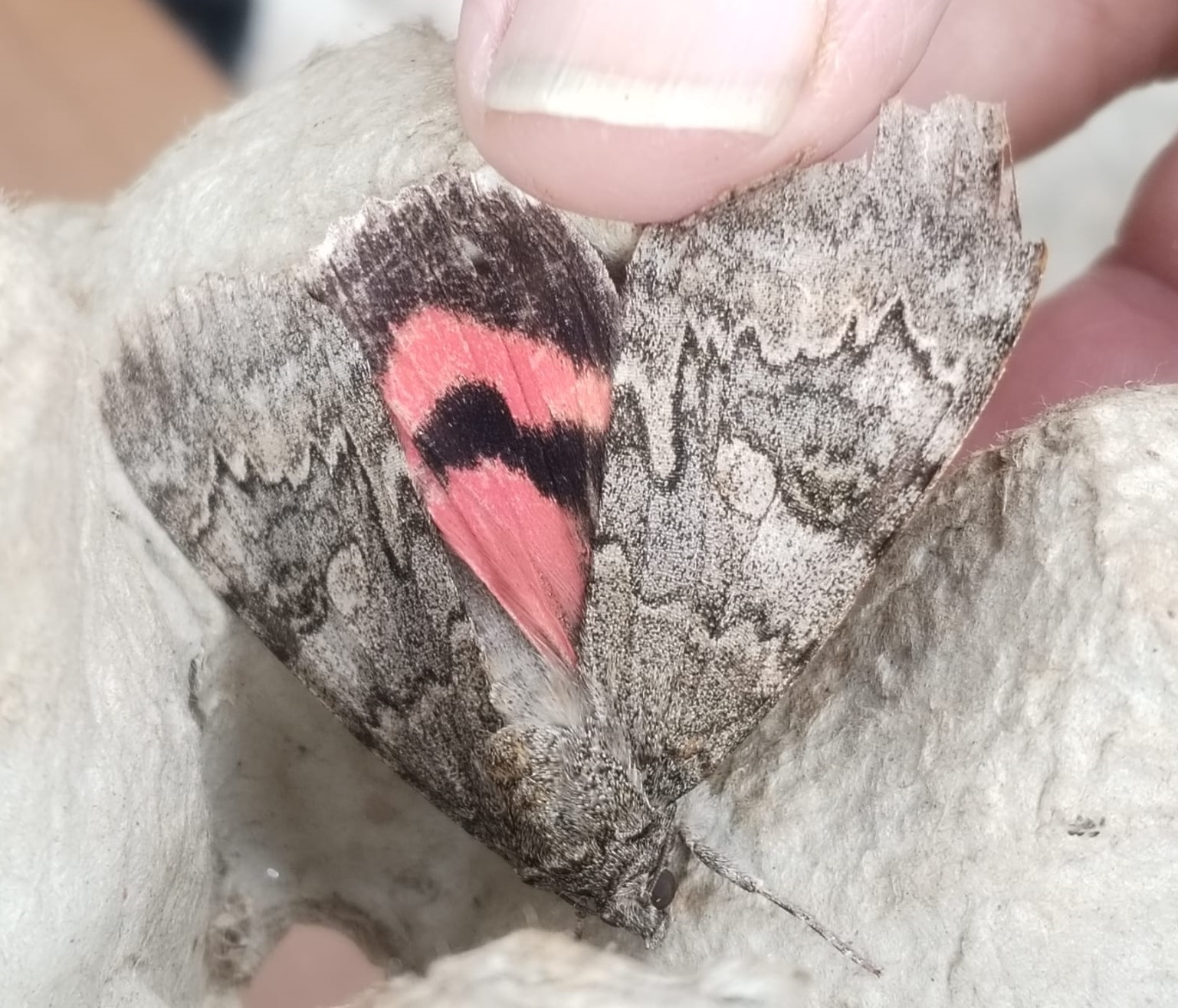 Red Underwing respng