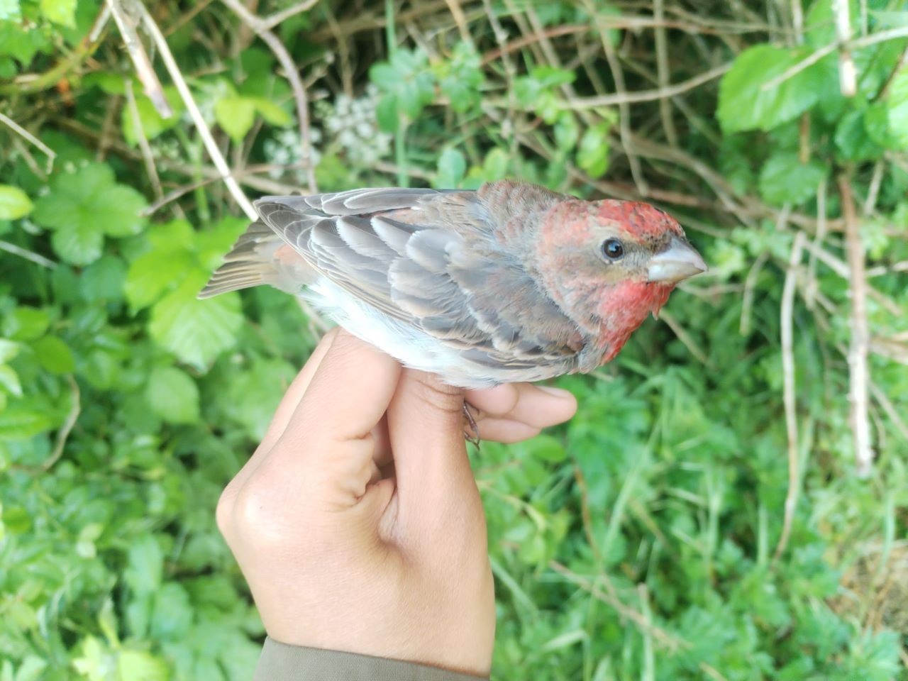 Rosefinch.jpg