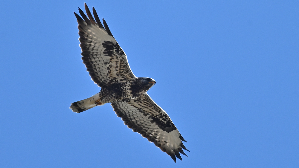 Spurvehog Accipiter nisus 1k hun Gedser Odde 21.10.2024 2187