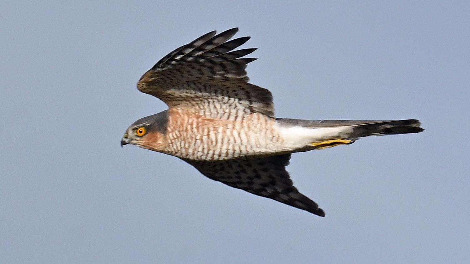 Spurvehog Accipiter nisus adult han Gedser Odde 21.10.2024 2184