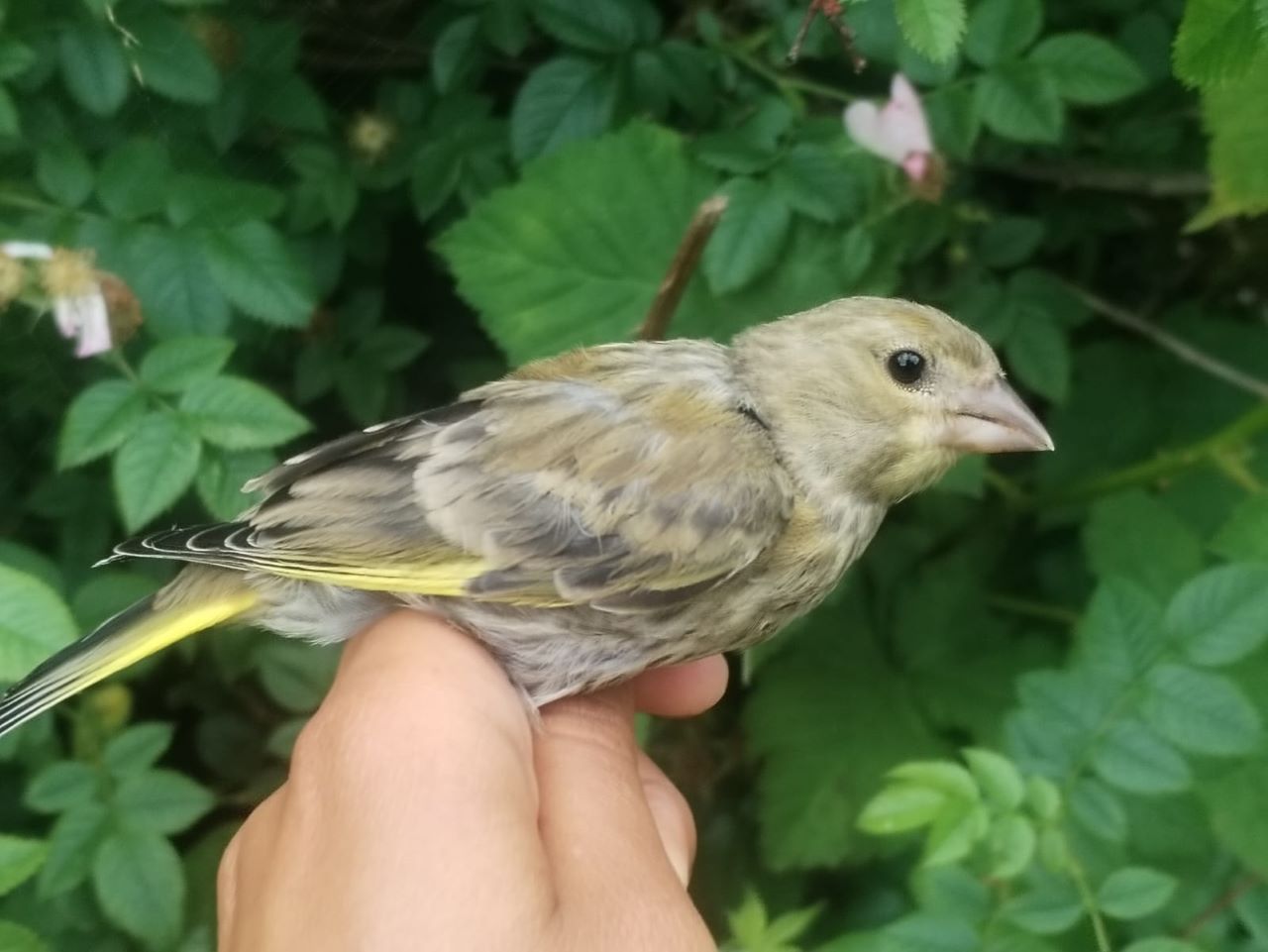 Young_greenfinch.jpg