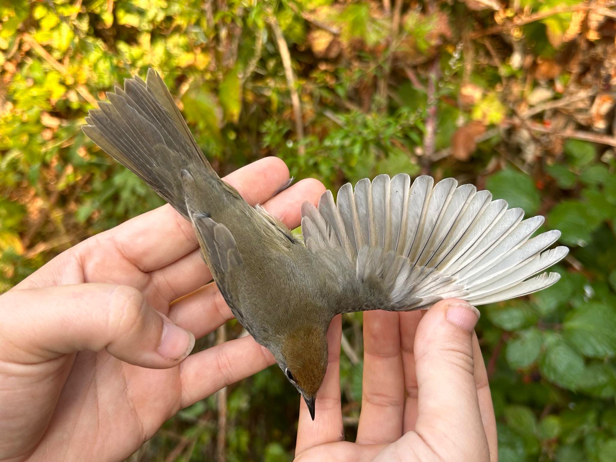 blackcap_leucistic.jpeg