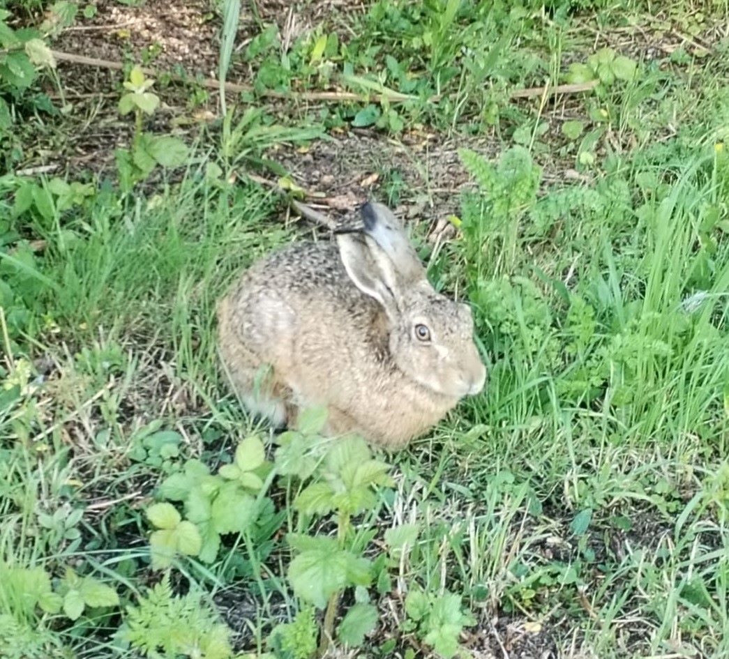 hare_in_the_garden.jpg