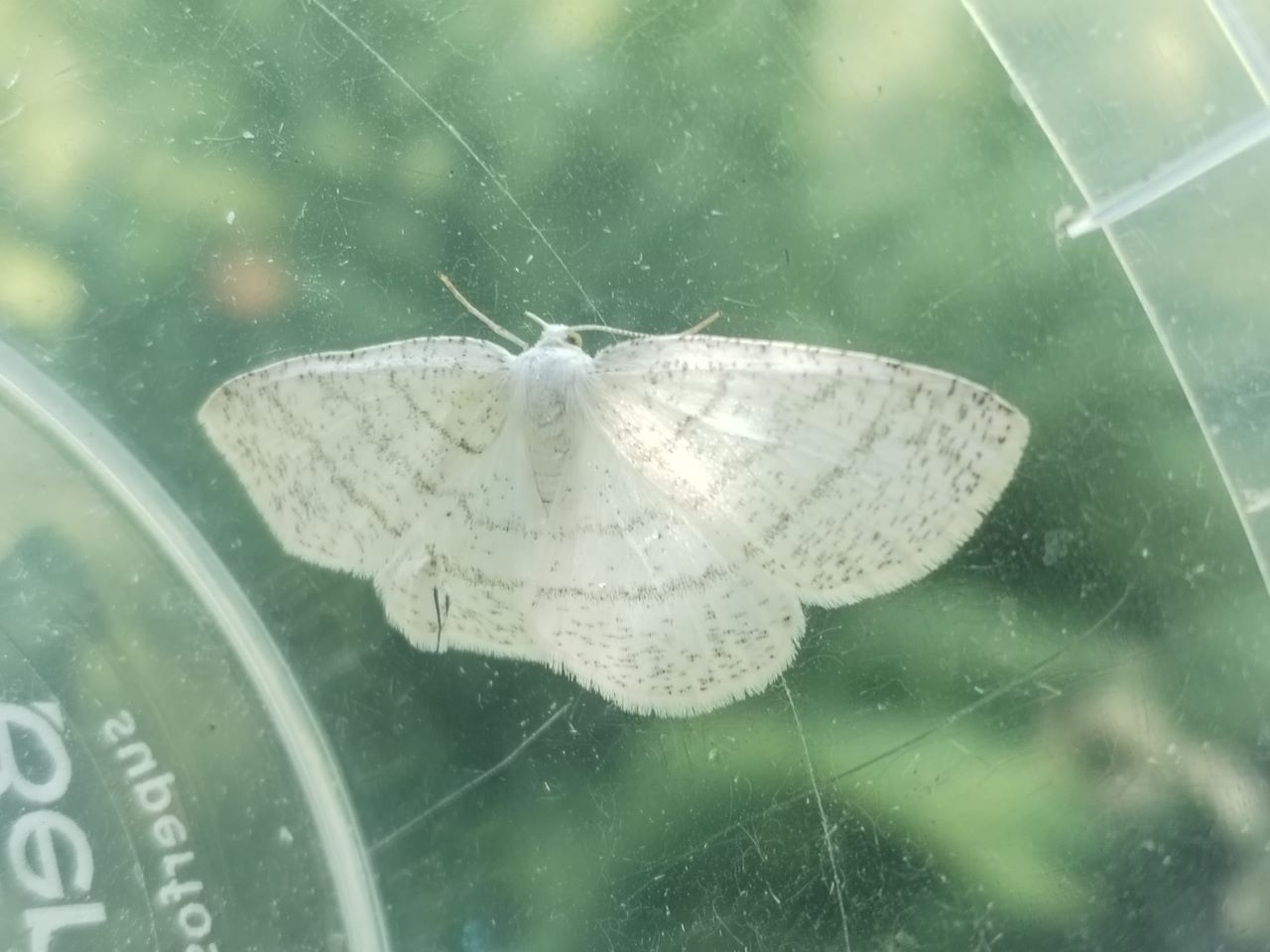 white_moth.jpg